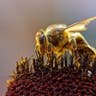 honeybee_2