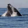 humpback whales9