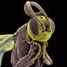 Ugliest Bug: hymenoptera