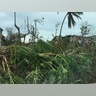 Trees ripped from their roots