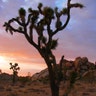 A Joshua Tree