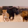 African Buffalo