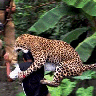 leopardcover
