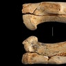 Cave Lion Bones