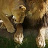 lions_three