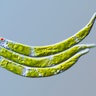 living_green_algae