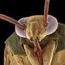 Ugliest Bug: lygus