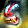 mandril