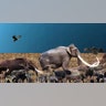 Megafauna of the Pleistocene