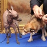mexican_hairless_dog_crop