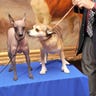 mexican_hairless_dog_five