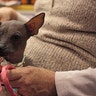 mexican_hairless_dog_six