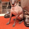 mexican_hairless_dog_two