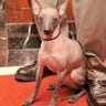 mexican_hairless_dog_two