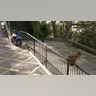 Monkey Photobomb