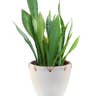 “Mother-in-law’s tongue” (Sansevieria trifasciata)