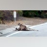 <b> Mountain lion vs. Deer</b>