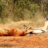 Gazelle vs. Cheetah