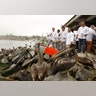 new_Peru_Pelicans_3