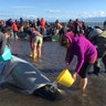 Volunteers pour water onto some of the hundreds of stranded pilot whales still alive after one of the country's largest recorded mass whale stranding.