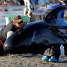 Volunteers help after one of the country's largest recorded mass whale stranding.