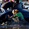 Volunteers attend to some of the hundreds of stranded pilot whales at the top of New Zealand's South Island.
