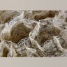 Wasp Nest