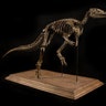 <b>Ornithopod Skeleton</b>