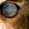 Blind Owl Eye
