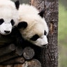 pandassleeping