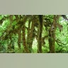 parks_olympic_national_park