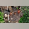 Uncontacted Brazilian Tribe