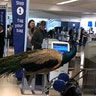 Emotional Support Peacock