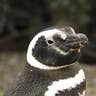 Magellanic penguin