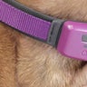 PetPace animal collar