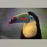 Toucan