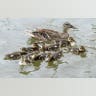 Gaggle