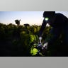 Beaujolais harvest