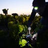 Beaujolais harvest