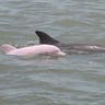 Pink Dolphin