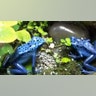 Poison Dart Frog