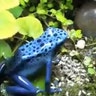 Poison Dart Frog