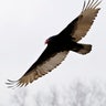 police_turkey_vultures