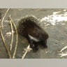 porcupine_pee