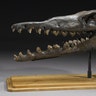 <b>Prehistoric Whale Skull</b>