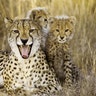 protective_mother_cheetah