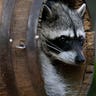 raccoons_two