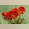 11. Ranunculus