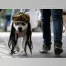 Rastafarian Dog