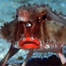 <b>Red-lipped Batfish</b>